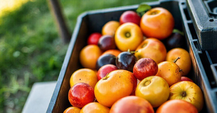 Caixa Plástica para Frutas: A Solução Ideal para Armazenamento e Transporte